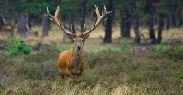 Reewold Veluwe Villa Путен Екстериор снимка