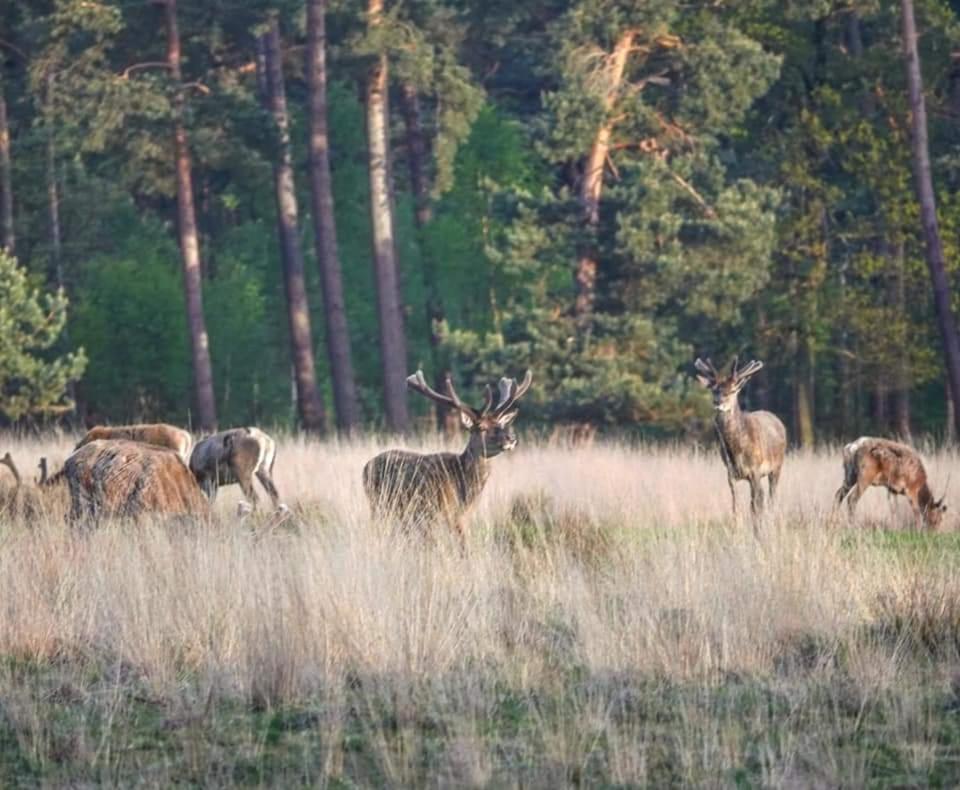 Reewold Veluwe Villa Путен Екстериор снимка